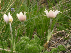 Pulsatilla violacea