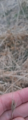 Poaceae