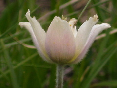 Pulsatilla violacea