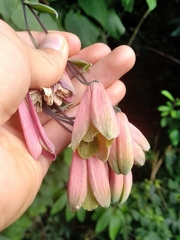 Alstroemeriaceae