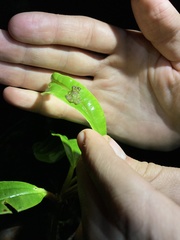 Pristimantis eriphus