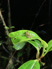 Pristimantis eriphus