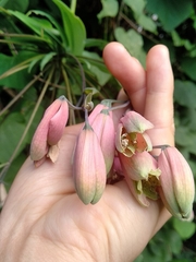 Alstroemeriaceae