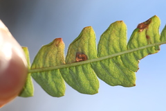 Aspilanta argentifera