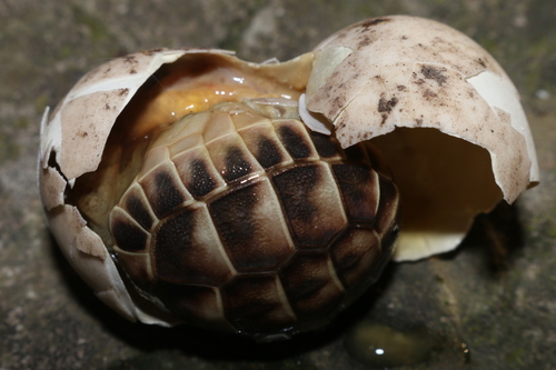 Hermann's Tortoise