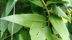 Alstroemeriaceae