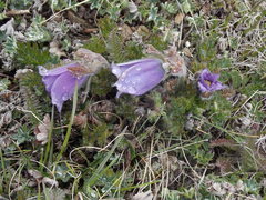 Pulsatilla violacea