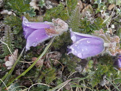 Pulsatilla violacea