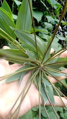 Alstroemeriaceae