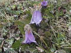 Pulsatilla violacea