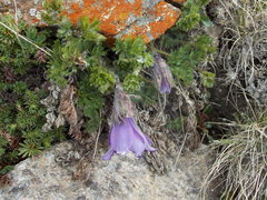 Pulsatilla violacea
