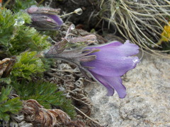 Pulsatilla violacea