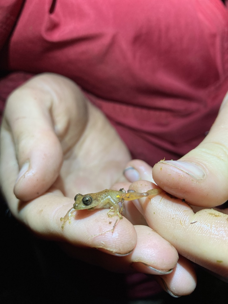Ardy's Rainfrog