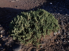 Tetraena fontanesii image