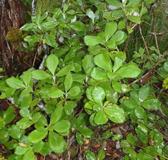 Macrolearia colensoi