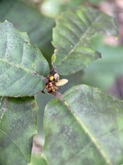 Andricus notholithocarpi