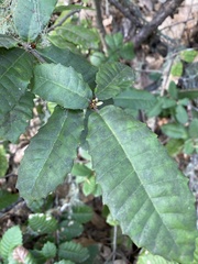 Andricus notholithocarpi