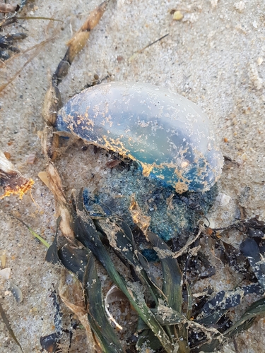 photo of Portuguese Man O' War (Physalia physalis)