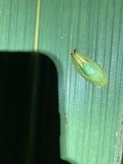 Peltella