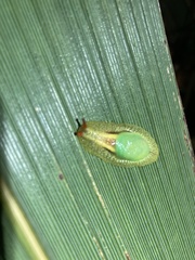 Peltella