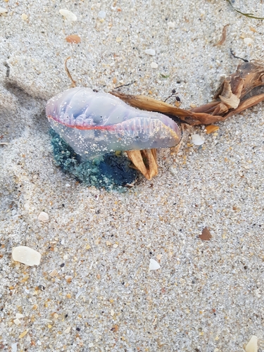 photo of Portuguese Man O' War (Physalia physalis)