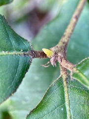 Andricus notholithocarpi