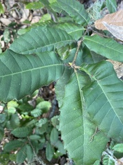 Andricus notholithocarpi