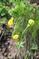 Ranunculus breyninus