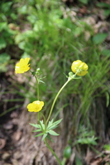 Ranunculus breyninus