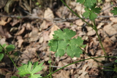 Ranunculus breyninus