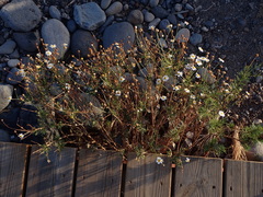 Argyranthemum gracile image