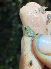 Pristimantis eriphus