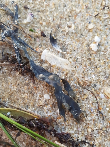 photo of By-the-wind Sailor (Velella velella)