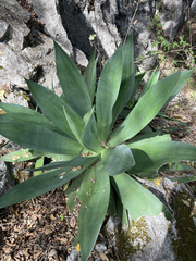 Agave mitis