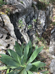 Agave mitis
