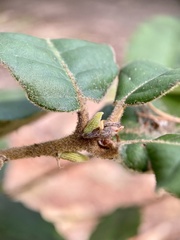 Andricus notholithocarpi