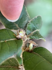 Andricus notholithocarpi