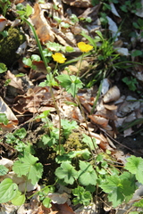 Ranunculus cappadocicus