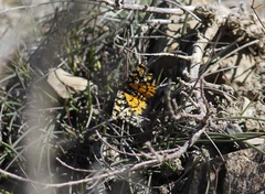 Eurranthis plummistaria