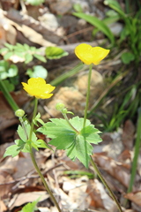 Ranunculus cappadocicus