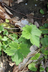 Ranunculus cappadocicus