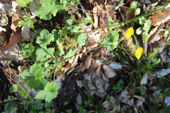 Ranunculus cappadocicus