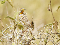 Macronyx aurantiigula