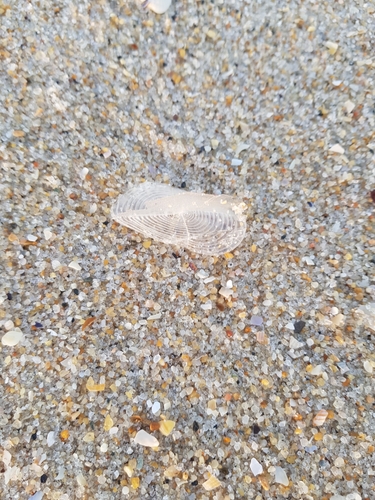 photo of By-the-wind Sailor (Velella velella)