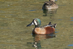 Spatula clypeata × cyanoptera