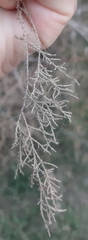 Tamarix