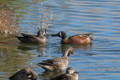 Spatula clypeata × cyanoptera