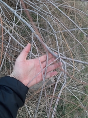 Tamarix