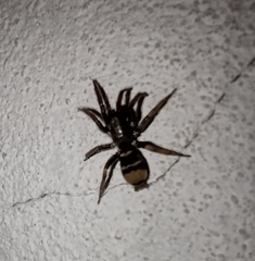 Latonigena auricomis