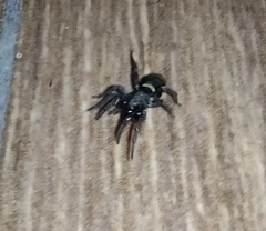 Latonigena auricomis